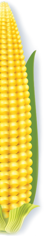 half corn on the cob